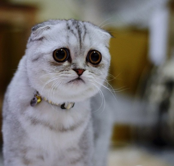 二度見するほど美しい生き物 Twitterissa 困り猫のリトルp いつも悲しそうな表情をしているスコティッシュフォールドのリトルp 楽しいときも嬉しい時も何故か悲しそうな表情をしているそうです