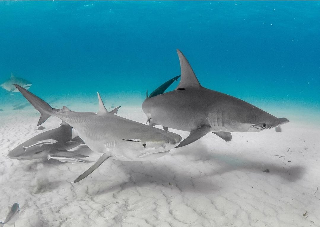 Jitterbug and Patches hanging out in Tiger Beach 💙🦈 Can you guess who's who? 👀

#SaveTheSharks
#SaveTheSharksSaveOurselves

📸 <a href="/sdmdiving/">Eli Martinez</a>