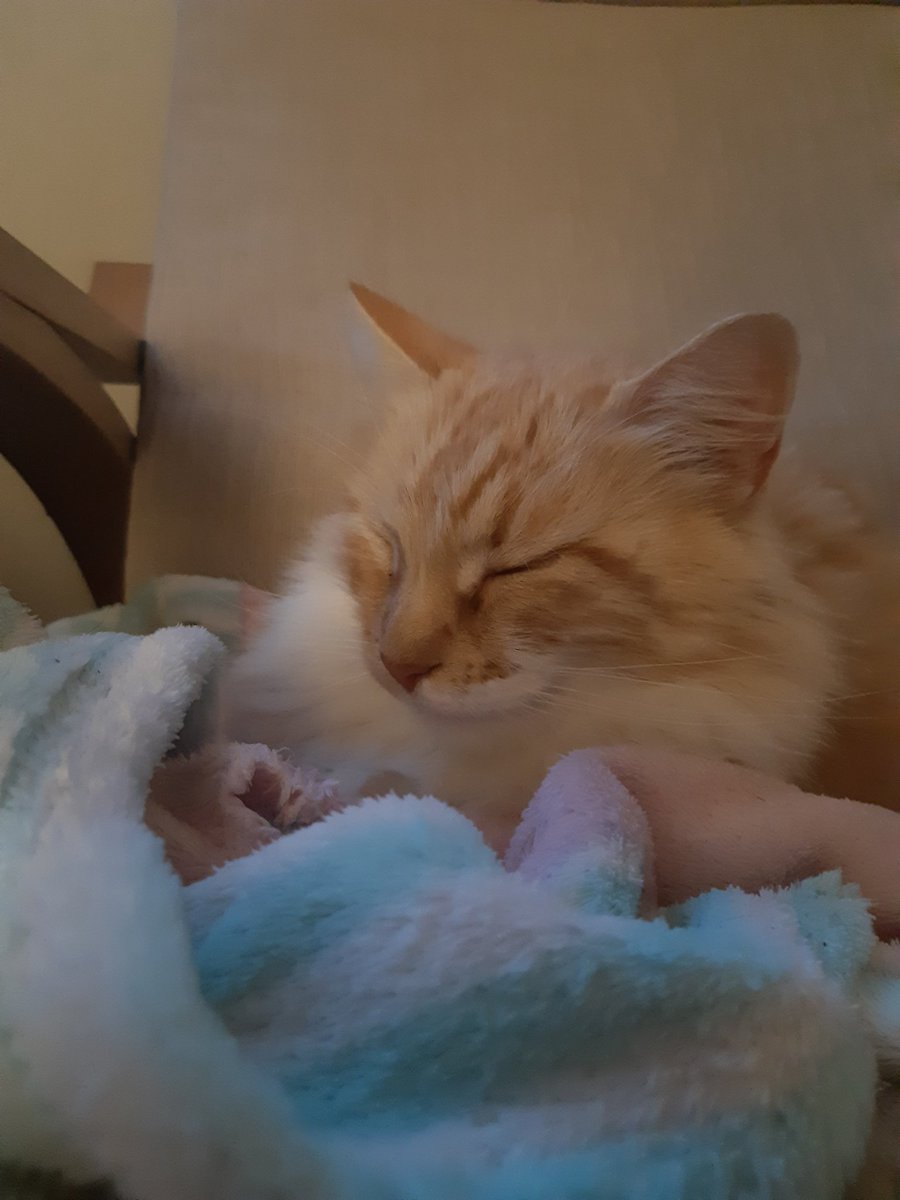 PostYourPets tweet picture