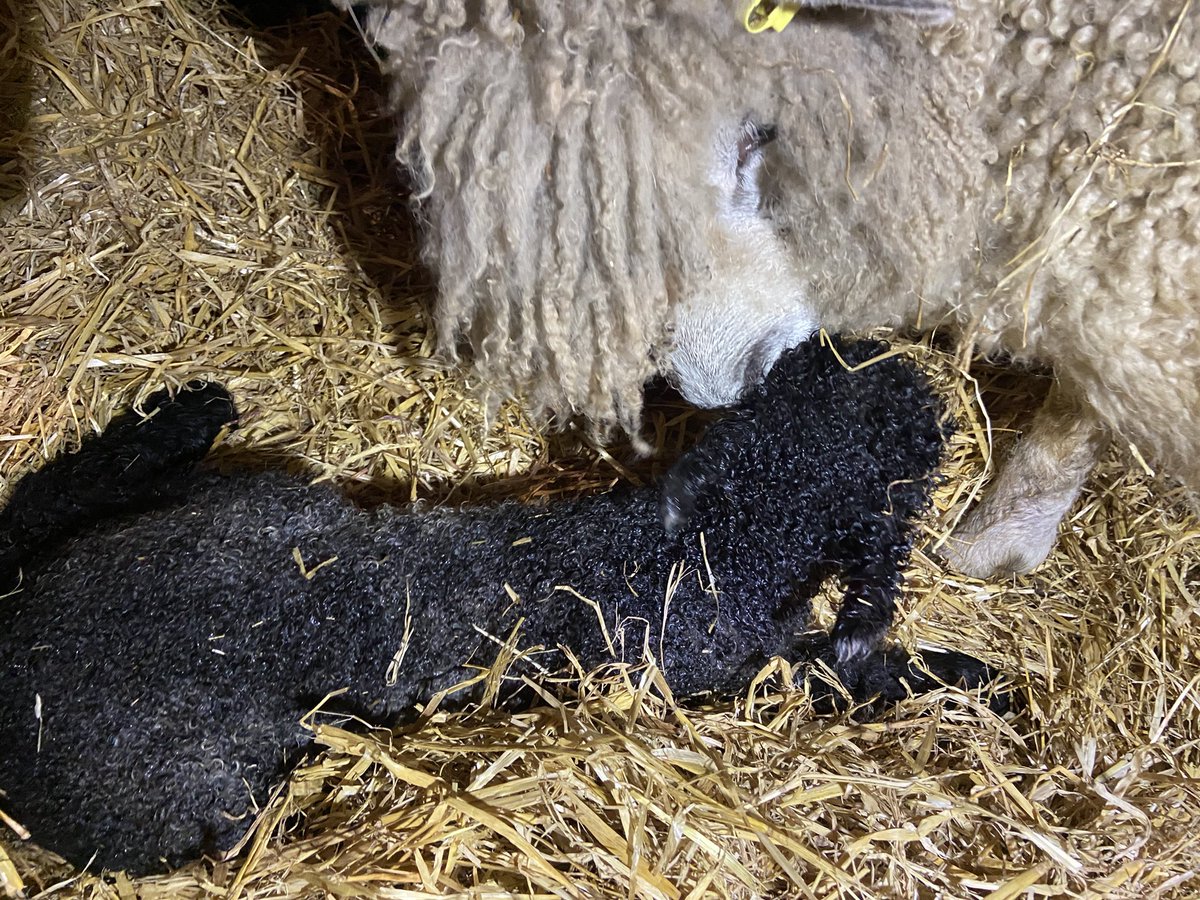 SledmereHouse's tweet image. How beautiful is this girl?

Born last night in the farm park, another black Leicester Longwool to add to our flock. 

A special girl as Lucy, her mum, was our first ever Leicester lamb born at Sledmere.