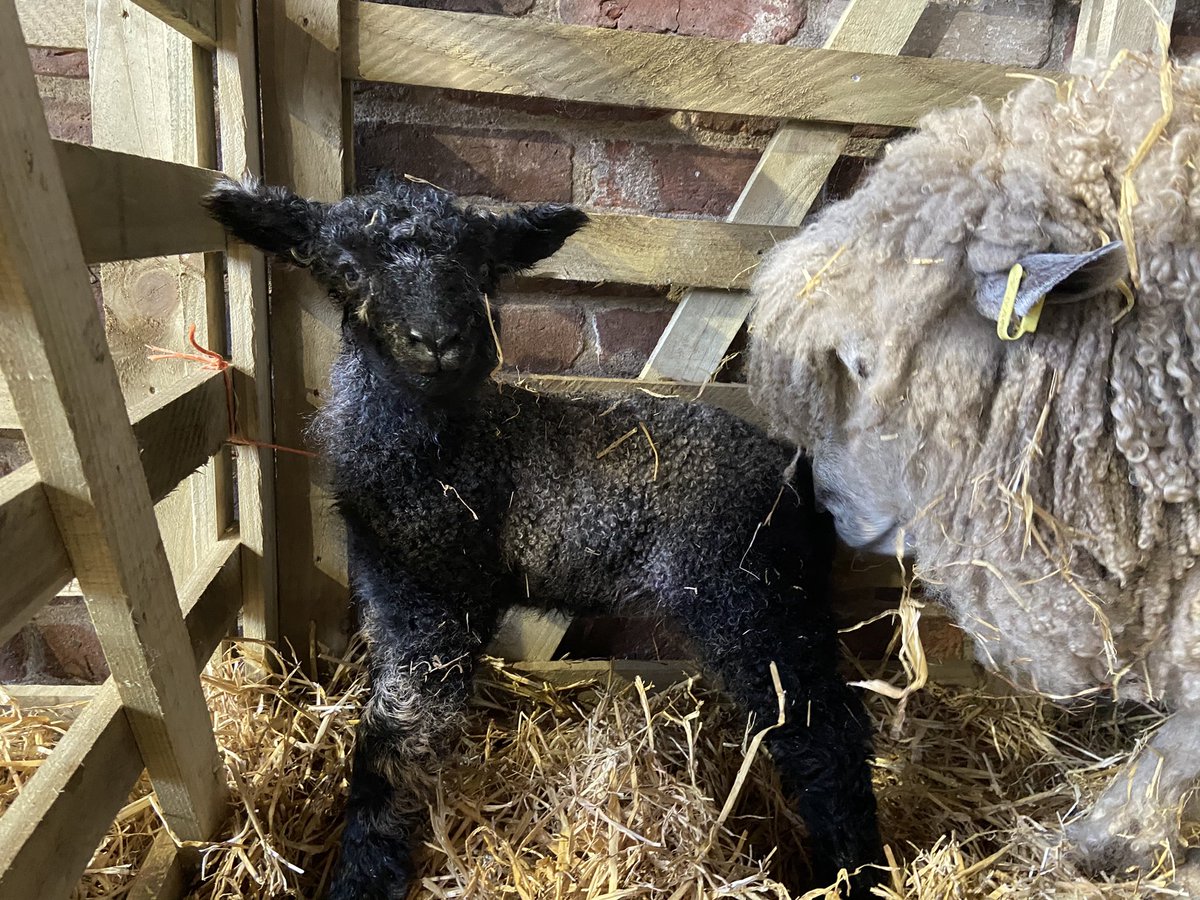 SledmereHouse's tweet image. How beautiful is this girl?

Born last night in the farm park, another black Leicester Longwool to add to our flock. 

A special girl as Lucy, her mum, was our first ever Leicester lamb born at Sledmere.