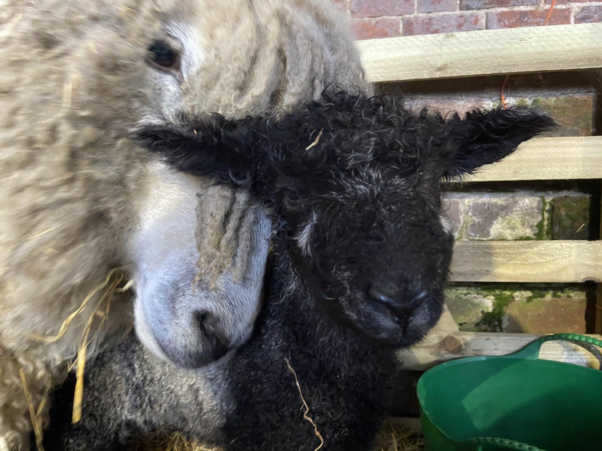 SledmereHouse's tweet image. How beautiful is this girl?

Born last night in the farm park, another black Leicester Longwool to add to our flock. 

A special girl as Lucy, her mum, was our first ever Leicester lamb born at Sledmere.