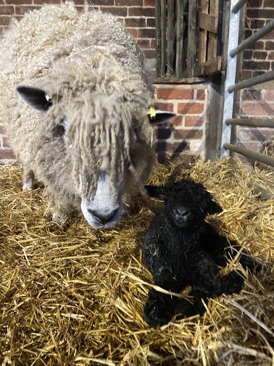 SledmereHouse's tweet image. How beautiful is this girl?

Born last night in the farm park, another black Leicester Longwool to add to our flock. 

A special girl as Lucy, her mum, was our first ever Leicester lamb born at Sledmere.
