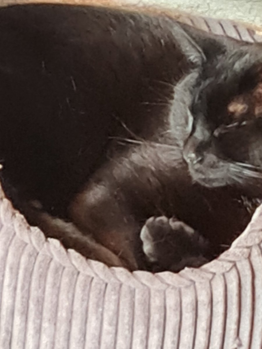 SteveSongwriter's tweet photo. Somebody has the right idea! #blackcat #lightningcat #paw #catbed https://t.co/D2JPvqsMjl