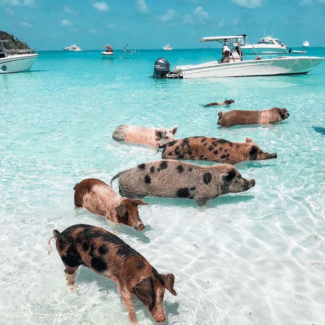AffordableLux10's tweet photo. 📍 Pig Beach, Bahamas

Pig beach is perfectly blanketed from tropical storms. Living the high life in the beautiful Bahamas, eating, sleeping and swimming, this little family have become perfectly adapted to their beach bum lifestyle.

📸 https://t.co/8sPikyYwfR 

#bahamas https://t.co/6MeM8BVT1G