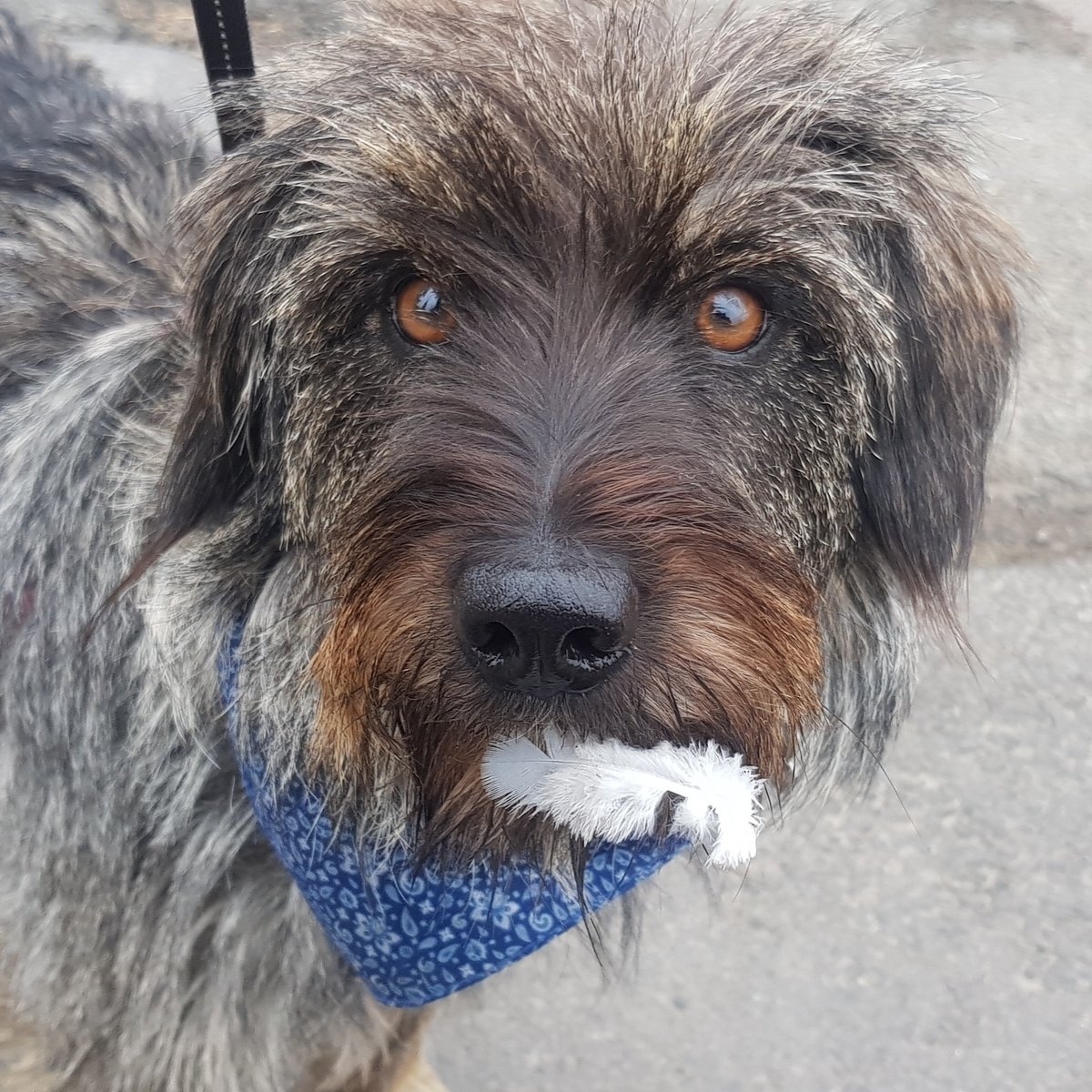 BonesIndyanna's tweet photo. I got my first donation walking the streets of Witney yesterday! I got £2 👍😁 for @Guideposts cos Im doing the #GuidepostsGlobalChallenge and Im mega proud. 🐶❤ Cath gave me it on the street on so 2-legger added it on!
link in the bio! https://t.co/uVlY3GBbgt
