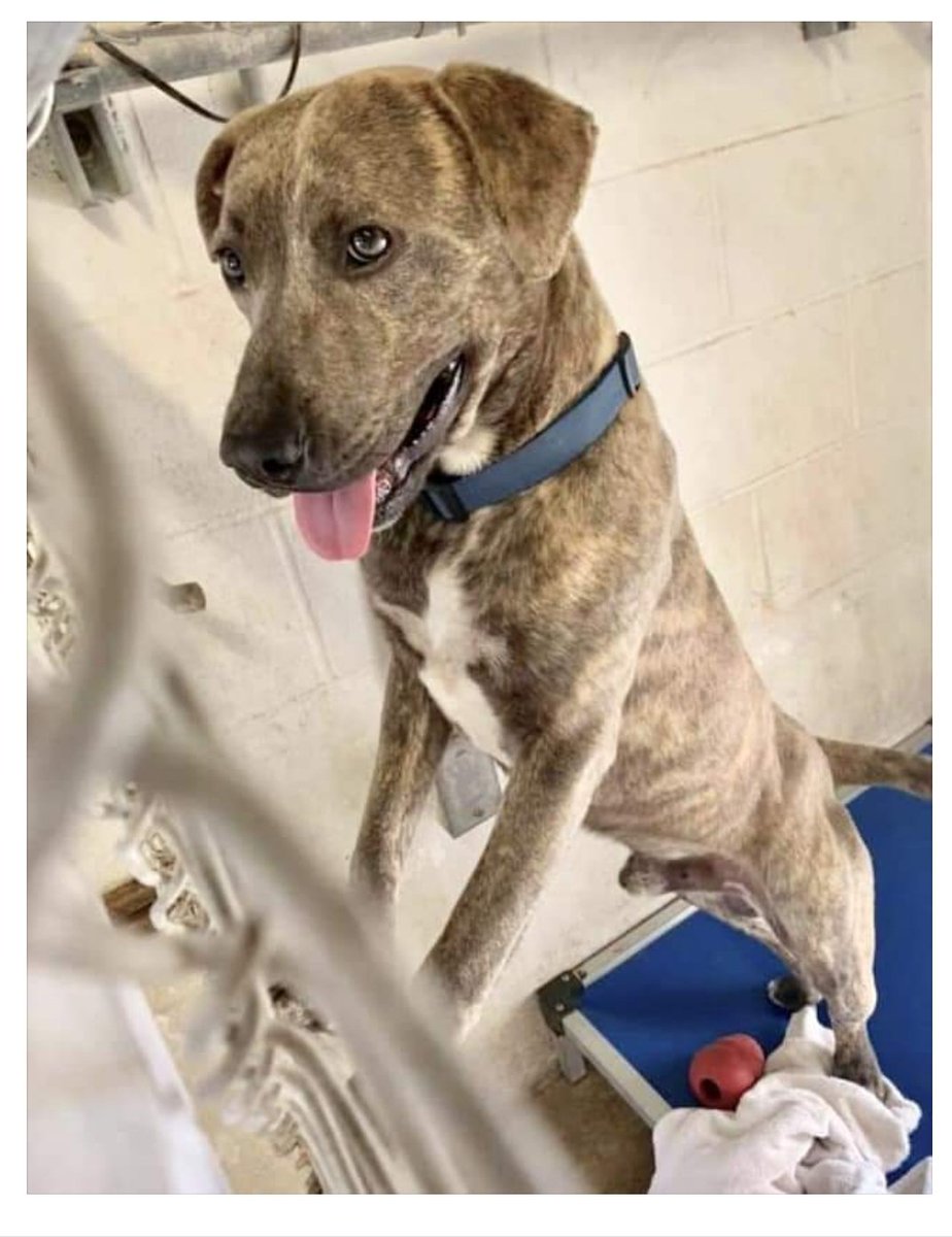 MaureenDe2's tweet photo. Urgent 
⏰ is ticking hurry befor the Texas nazi's exterminate this puppy
@hound_haven
@Txsweeties
@AnimalTexas
@opkindness
@ADlotTx
@sapetsalive
@Texasdogrescuer
@AustinDogRescue
@TXTailsofhope https://t.co/BleTTTPrZc