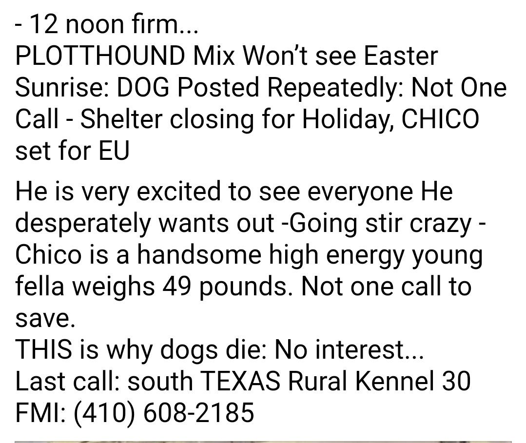 MaureenDe2's tweet photo. Urgent 
⏰ is ticking hurry befor the Texas nazi's exterminate this puppy
@hound_haven
@Txsweeties
@AnimalTexas
@opkindness
@ADlotTx
@sapetsalive
@Texasdogrescuer
@AustinDogRescue
@TXTailsofhope https://t.co/BleTTTPrZc