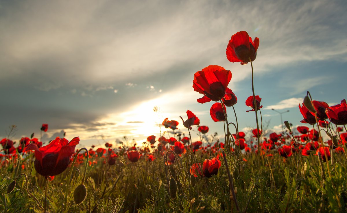 poppyscotland's tweet photo. If you want to ensure that veterans issues are a priority for the next Scottish Parliament then make sure you are registered to vote:

🗳️Register to vote by 19 April

📮Register for a postal vote by 6 April

🙋Register for a proxy vote by 27 April

➡️https://t.co/mZhen67Gdl https://t.co/eHgo3qGfSA