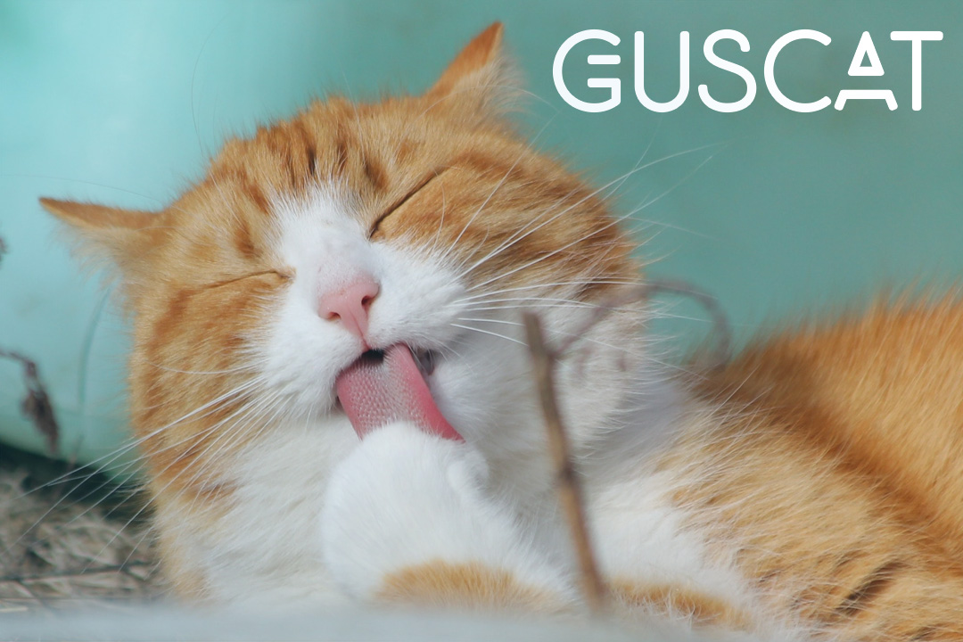 Gustave kiné tweet media