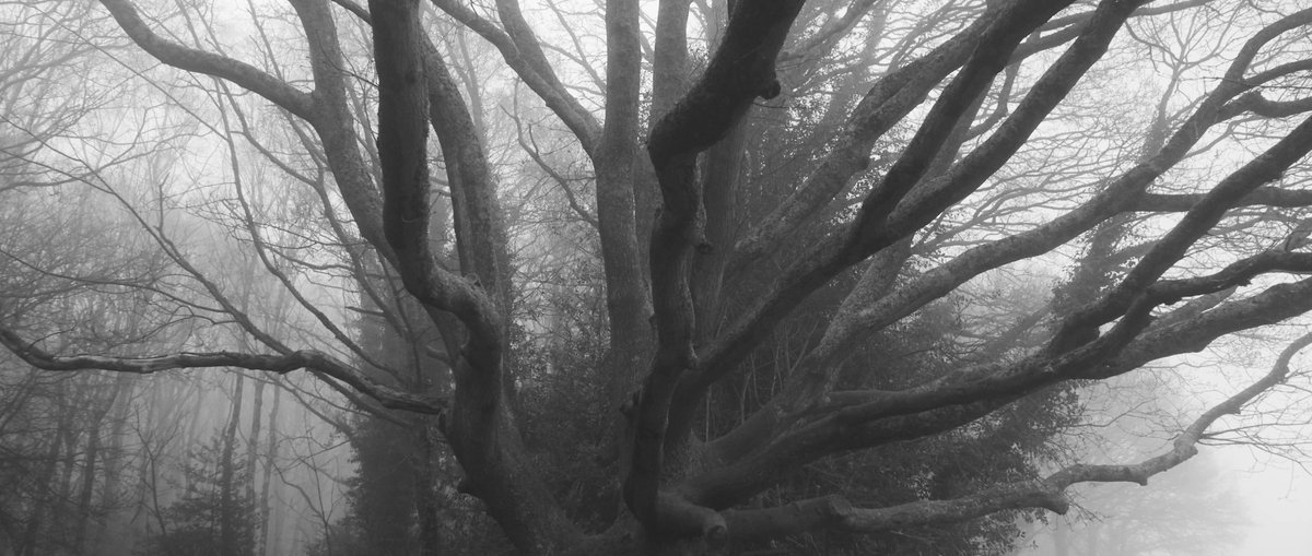 Fishclaw tweet media