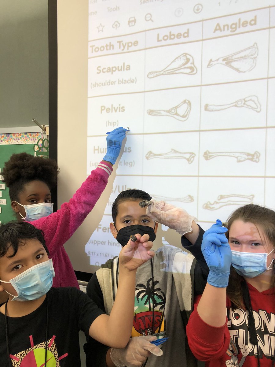 MrStark5th's tweet photo. Let's say it together: regurgitated! Food Webs means owl pellet time. Sometimes "ick" creates the most lasting content connections! #stem #5thscience #ecosystems @HumbleISD_ASE @ASE_PTOHumble https://t.co/AGfO0iumzz