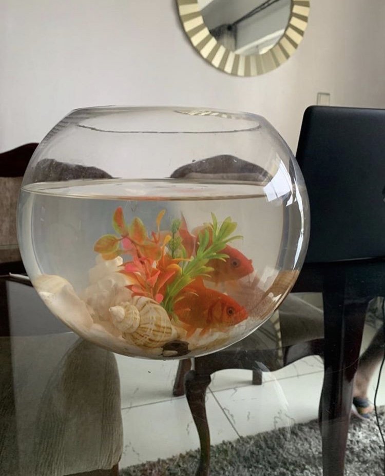 autobiografie Oude man discretie Skye Aquariums, Water Features ⛲ & Interiors on Twitter: "Check out our  beautiful fish bowl aquarium ❤️. Comes with 2 goldfish, a packet of feed,  and scoop net. Get yours at a