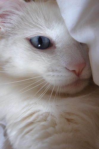 zendillence's tweet photo. My daughter 😝😝
#cats https://t.co/DBi9cbivwW