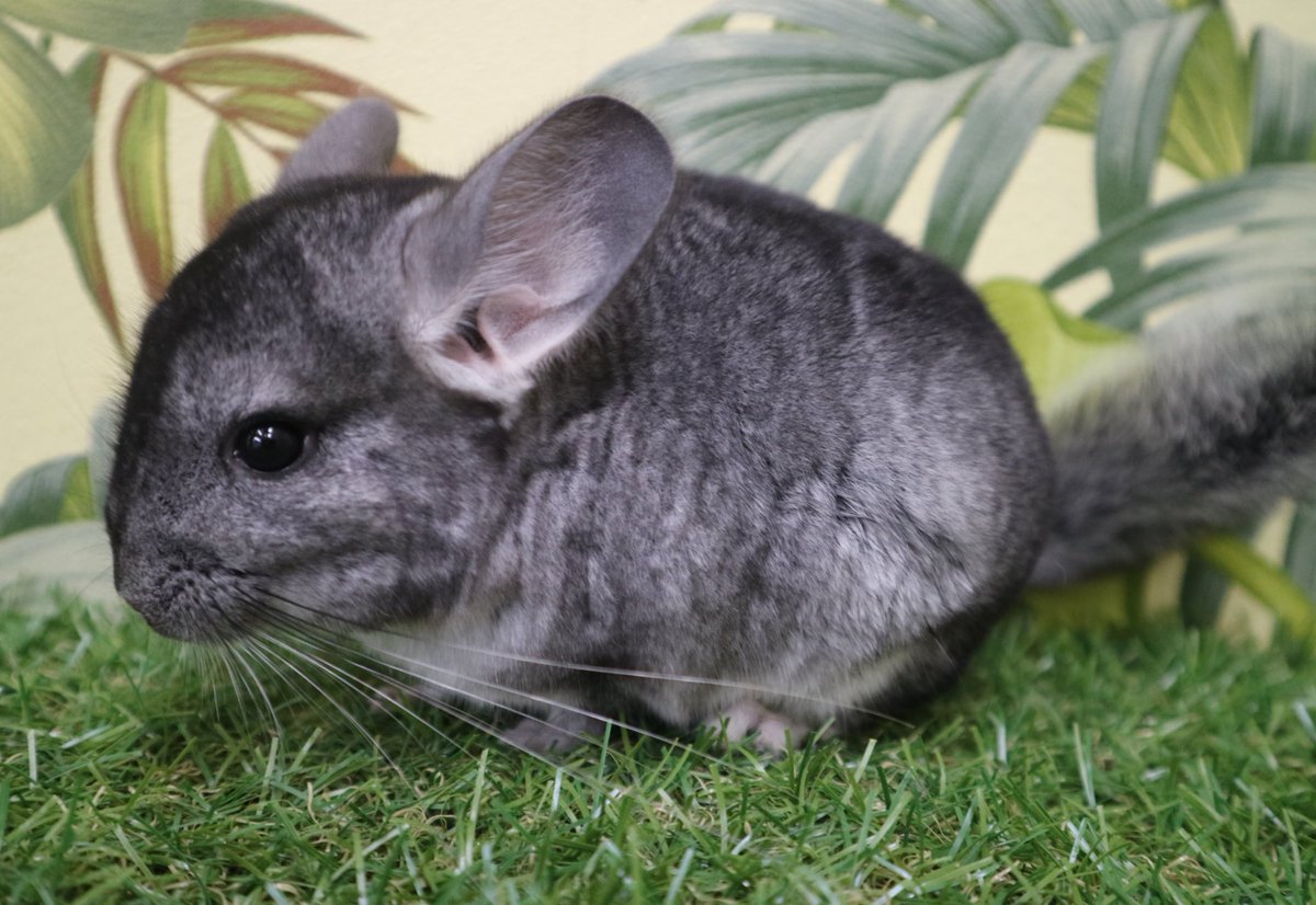 イシハラペットワールド チンチラちゃんにデグーちゃん などなど とってもかわいい小動物たちが入舎しました 明日からも かわいい写真をのせていくのでぜひチェックしてください イシハラペットワールド 小動物 チンチラ デグー ハリネズミ