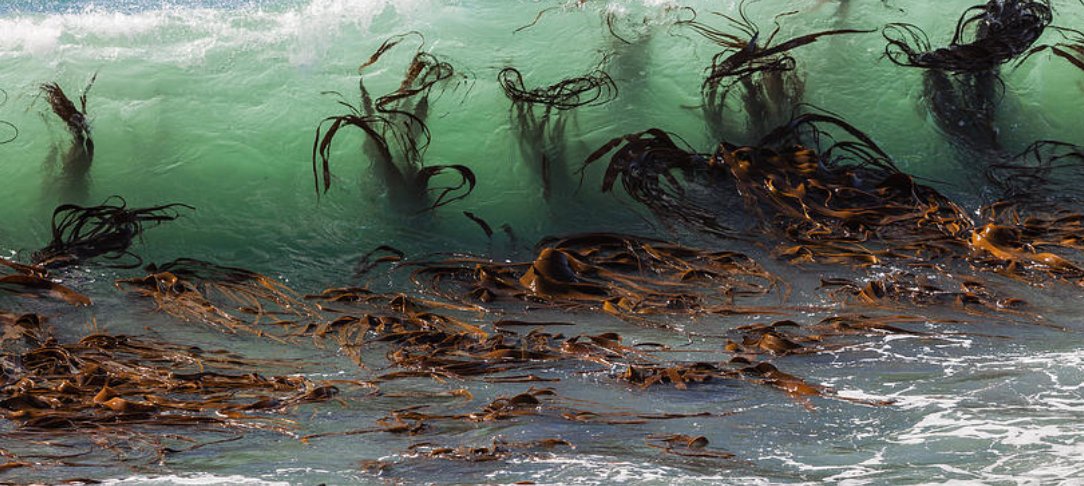 212Cabral's tweet photo. @PanAdam1 the seaweed is a sign that we are approaching the indigenous people! https://t.co/RogsJPEeV8