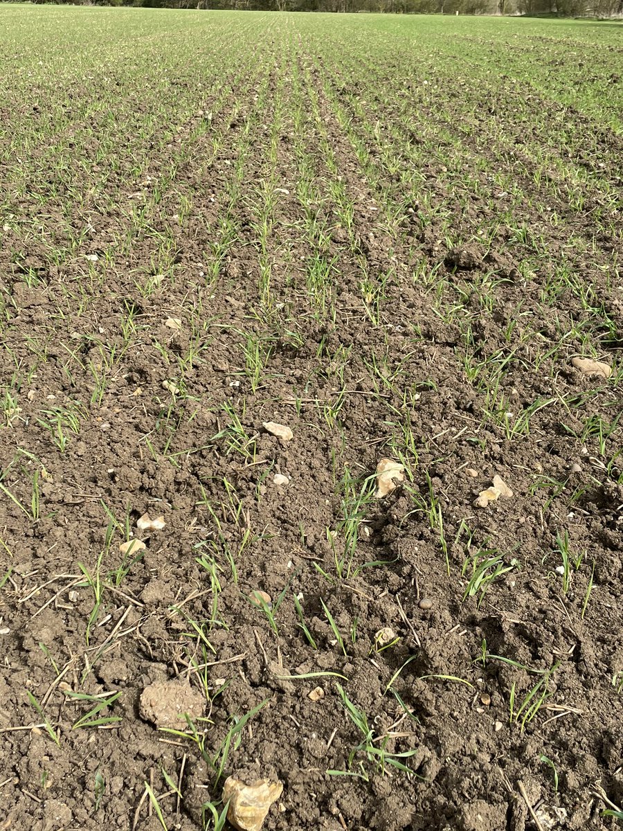 Tom Bradshaw tweet media