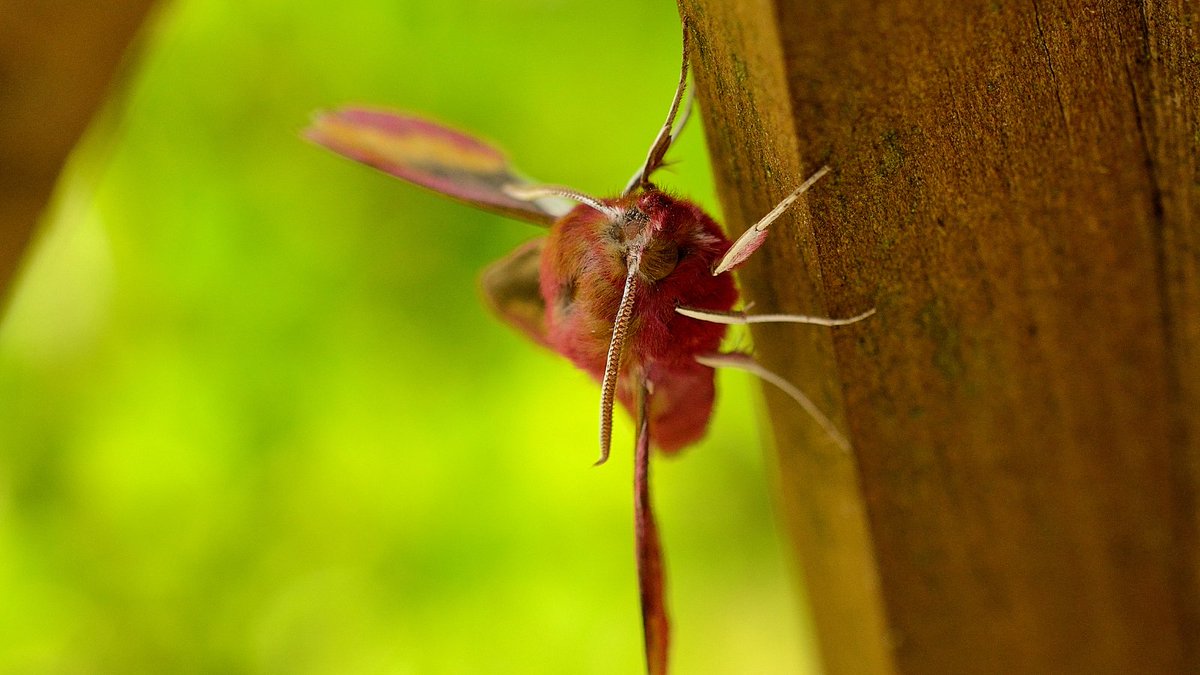 My_Wild_Telford's tweet photo. With @savebutterflies you can not only flutter-up on your butterfly ID skills but also your moth identification skills with this handy online A-Z moth guide! https://t.co/TdrOWqkzEj #MyWildTelford #MothIdentification https://t.co/FD9SPgG6R8