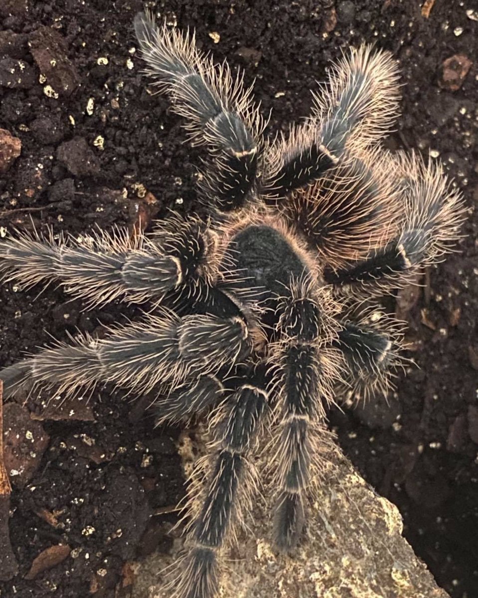 Just Exotics tweet media