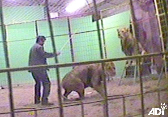 Amazing Animals, featured in ‘Britain’s Tiger Kings’ on Tuesday night, has previously been exposed by #ADI hitting animals during training (pictured) and keeping animals in bare cells.