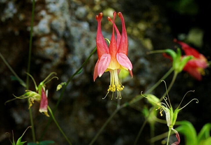 花 素直な心とは 何物にもとらわれることなく 物事の真実を見る心 だから素直な心になれば 物事の実相に従って 何が正しいか何をなすべきかという事を 正しく把握できるようになる つまり素直な心は 人を強く正しく聡明にしてくれる 松下幸之助 花 素直な心とは 何物にもとらわれることなく 物事の真実を見る心 だから素直な心になれば 物事の実相に従って 何が正しいか何をなすべきかという事を 正しく把握できるようになる つまり素直な心は 人を強く正しく聡明にしてくれる 松下幸之助