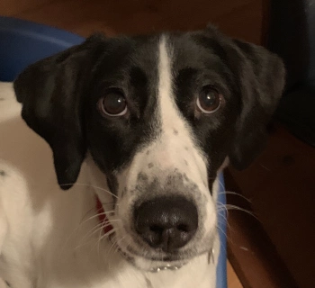 RodKersh's tweet image. almondemotion.com/2021/03/31/you…
Klara, digital capital, Superman and me