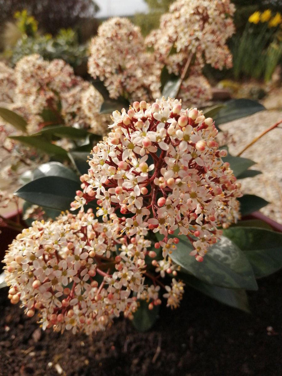 At the moment I am completely robbed of all energy and enthusiasm for doing anything physical including garden work. Thankfully mother nature continues on anyway.