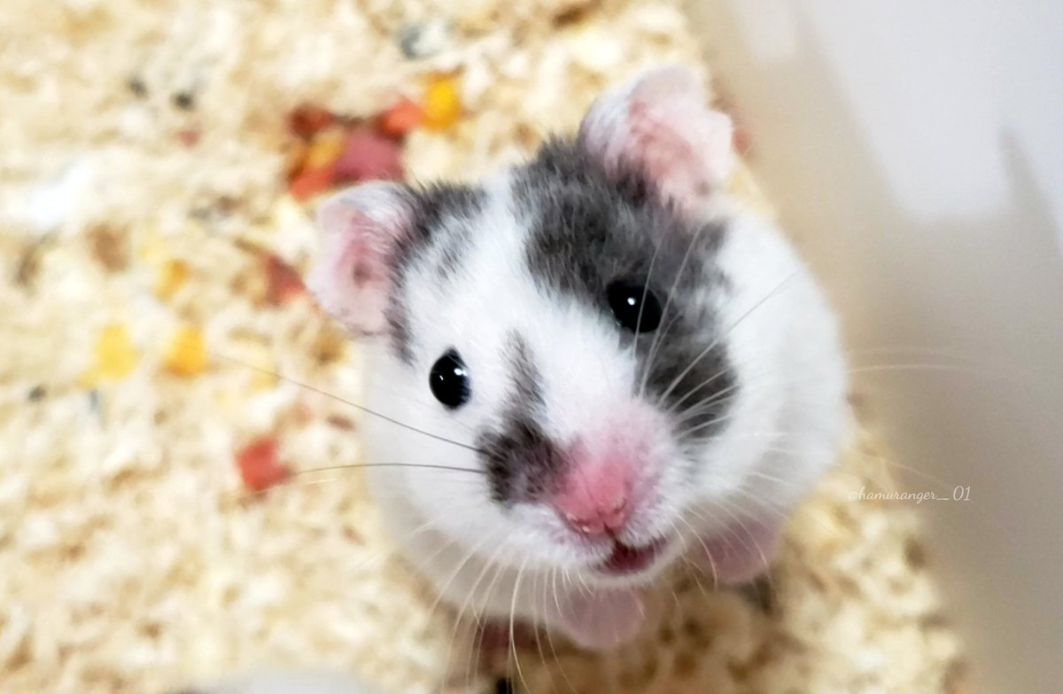 ブラックドミノ #シリアンハムスター #ハムスター