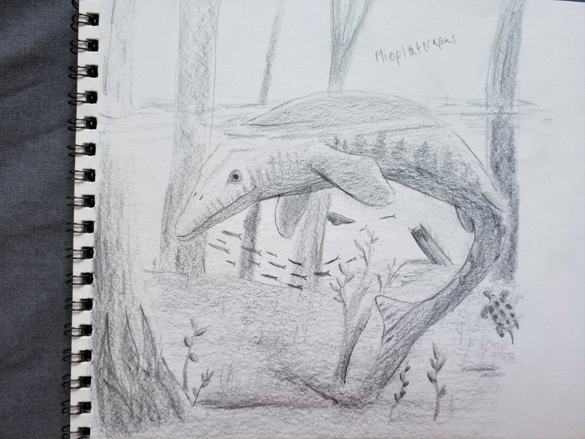 Fang83768513's tweet photo. So I know Im extreamly late for #MosasaurWeek but sadly some life stuff happend but heres the 3 mosasaurs that I drew during #paleostream
Plioplatecarpus in a flooded forest.
Plotosaurus pair breaching in the moonlight.
Mosasaurus thats been beached in the Oulad Abdoun Basin. https://t.co/4MdYqKGF0h