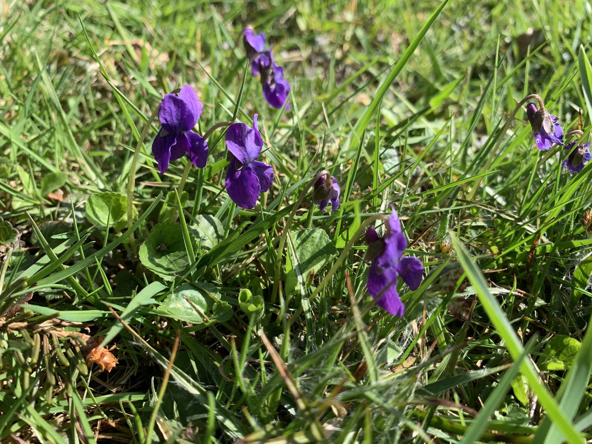 noct_226's tweet photo. Full blossom 🌱🌸❤️😁Beauty of the nature😘 #NaturePhotography #Flowers #EnjoyingEverydayLife #nature #spring #hyacinth #viola #squills https://t.co/WJNl2wNjuE