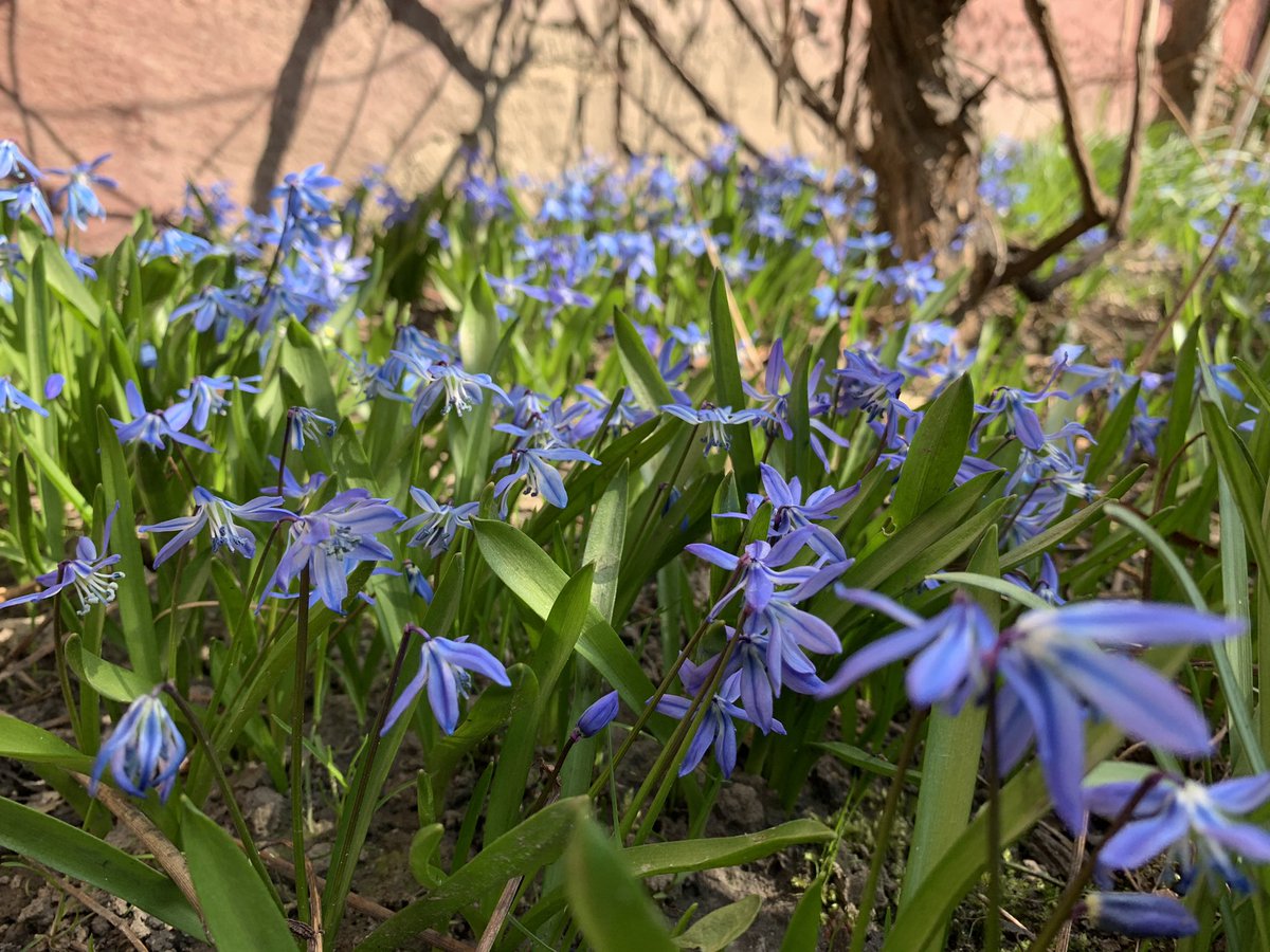 noct_226's tweet photo. Full blossom 🌱🌸❤️😁Beauty of the nature😘 #NaturePhotography #Flowers #EnjoyingEverydayLife #nature #spring #hyacinth #viola #squills https://t.co/WJNl2wNjuE