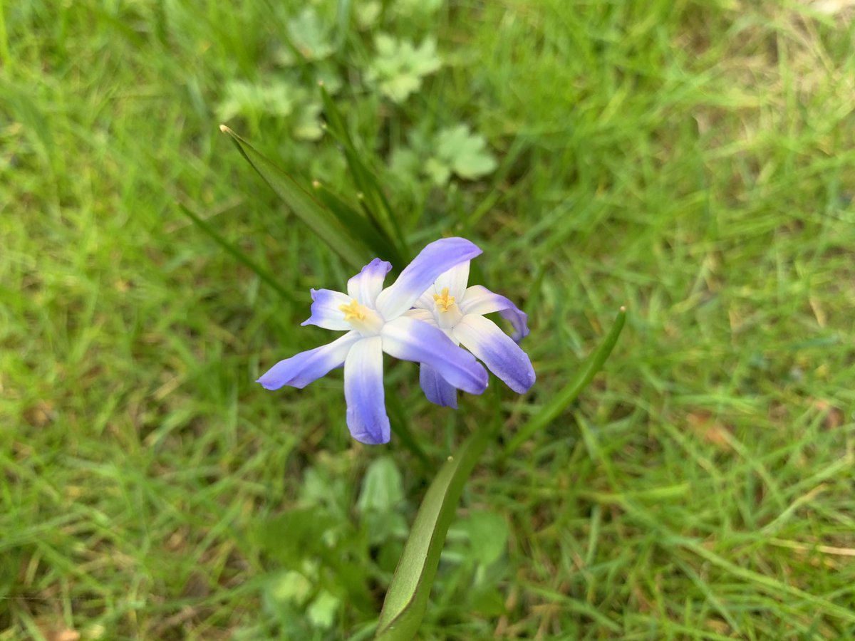 noct_226's tweet photo. Full blossom 🌱🌸❤️😁Beauty of the nature😘 #NaturePhotography #Flowers #EnjoyingEverydayLife #nature #spring #hyacinth #viola #squills https://t.co/WJNl2wNjuE