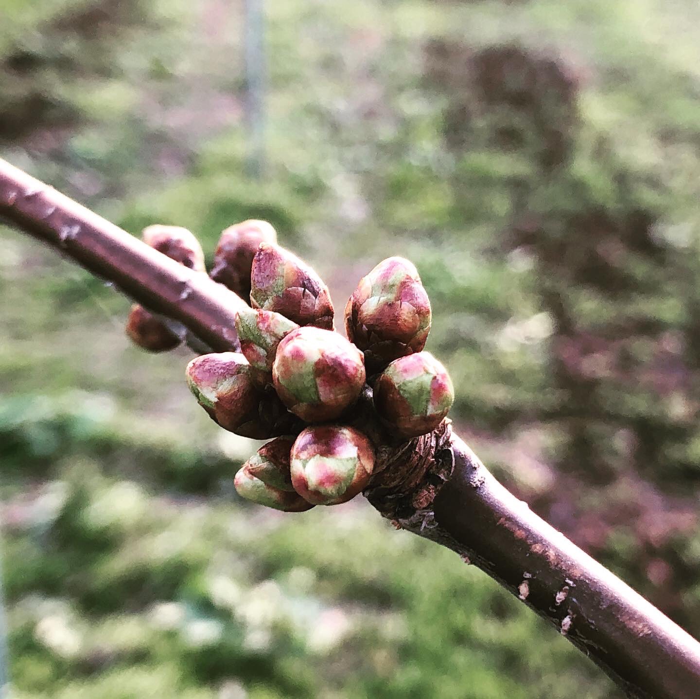 ゆうき まるつね果樹園 さくらんぼの花芽がぷっくりしてきました そろそろ芽がポロポロと落ちづらくなるので急ピッチで進めていきます T Co 6s6oaxed9p Twitter
