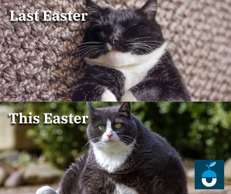 acornbc's tweet photo. Happy Easter 🤪 from all of us at Acorn Business Centre https://t.co/CEnDNGqxWc