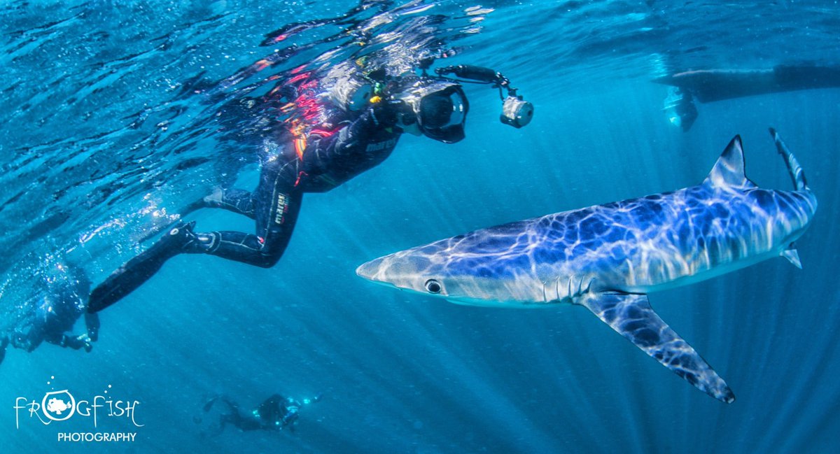 Scubaverse tweet media