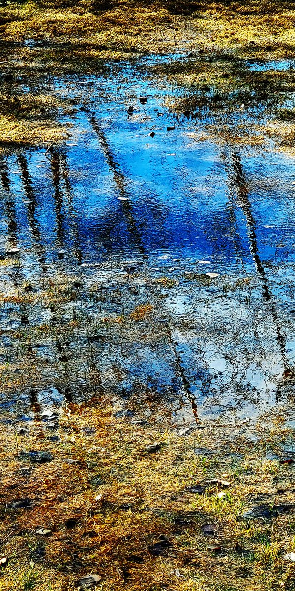 nabuurs's tweet photo. What puddles see. #2 https://t.co/t6W4QSO3pP