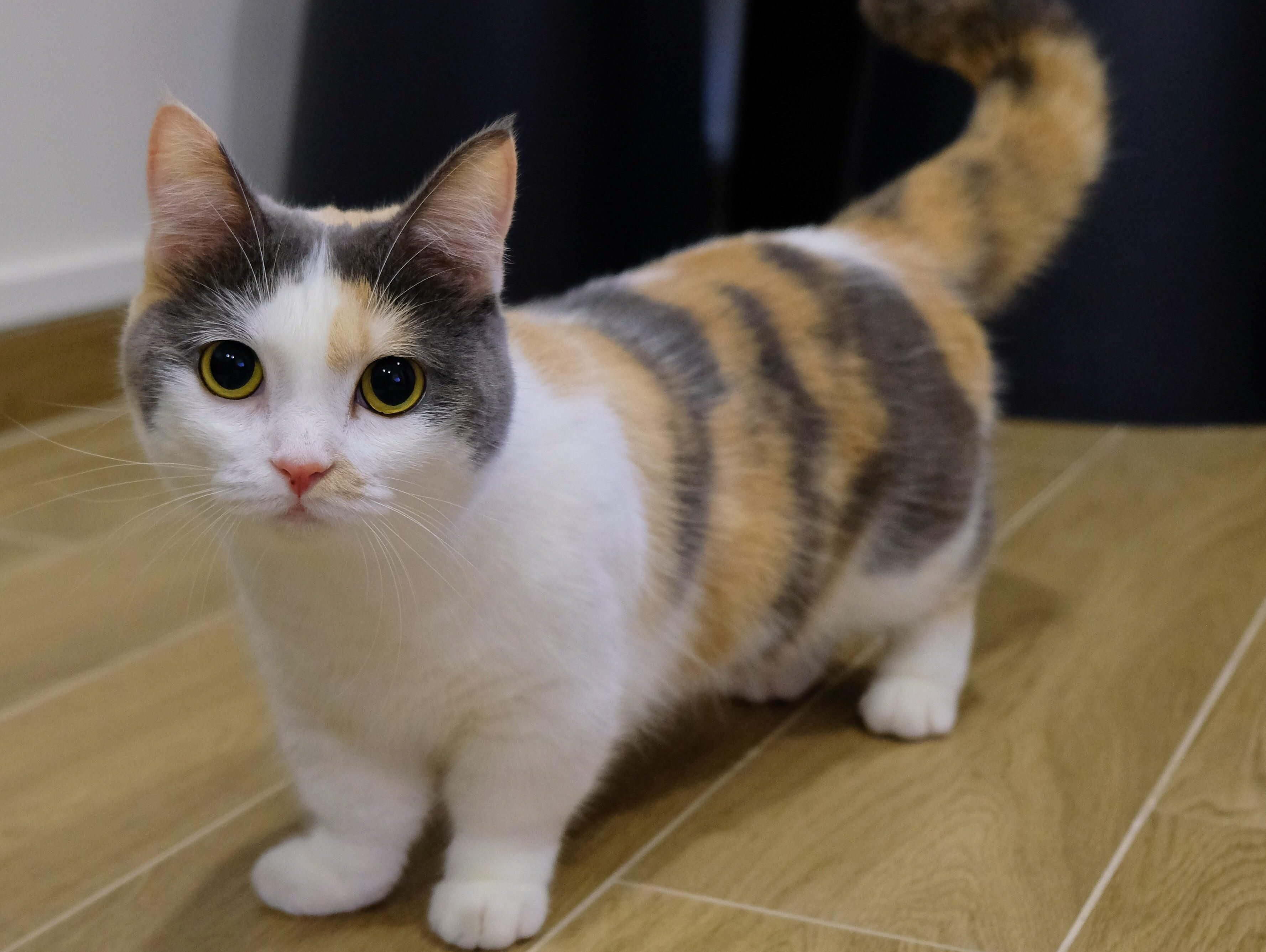 Astropierre En Twitter Je Viens De Decouvrir Le Chat Munchkin L Equivalent Du Corgi Chez Les Chats T Co Lve9chxdxc T Co Nj0ufh8eqv Twitter