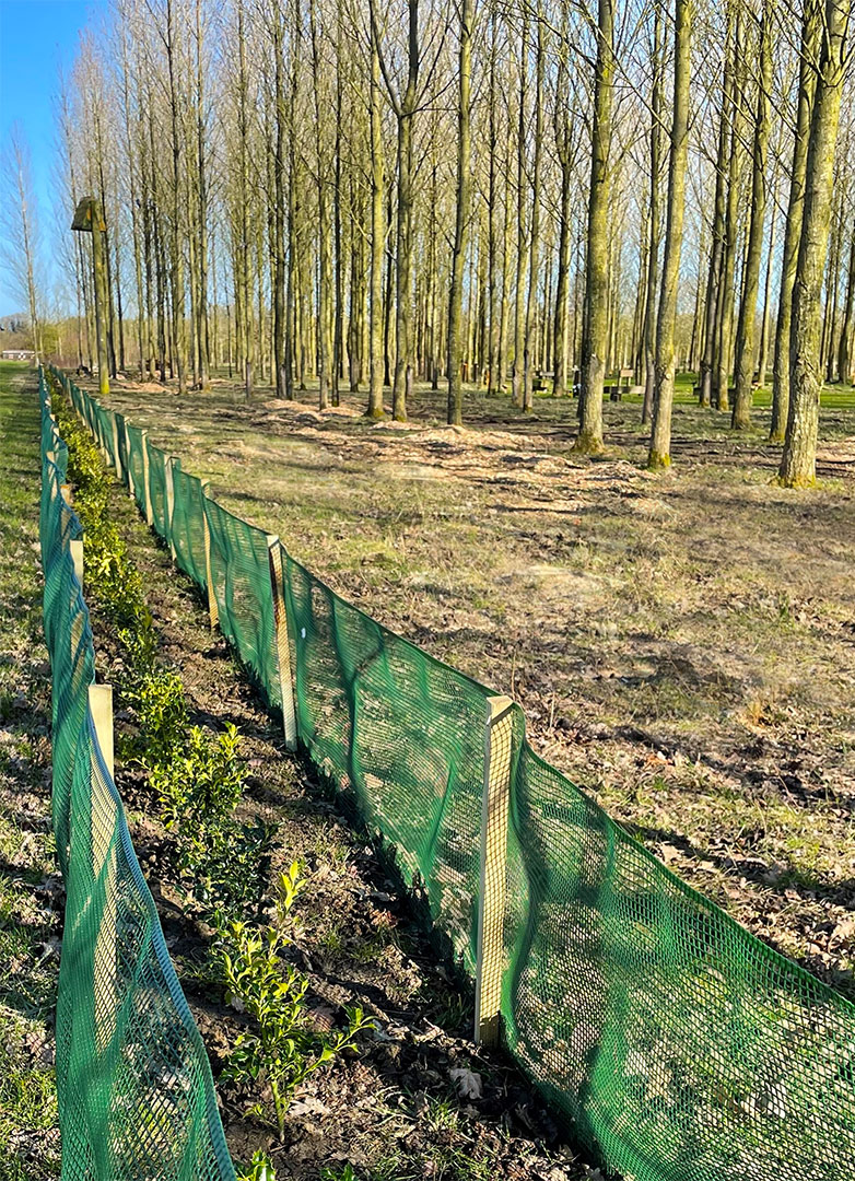 Great to see hundreds of new trees planted at the woodland this spring.
There are two hundred holly trees in this picture alone - protected with anti rabbit fencing!