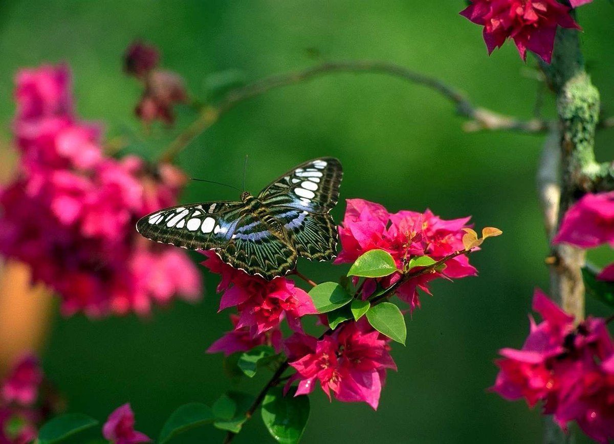 JeanetteEliz's tweet photo. Pinch, Punch, it’s the first of the month, Happy 1st of April everyone. 😊 I hope this new month is healthy, happy and wonderful for all of you. I hope it’s all you want it to be and more. 💞🌺💕 https://t.co/Lu4jeNcWvV
