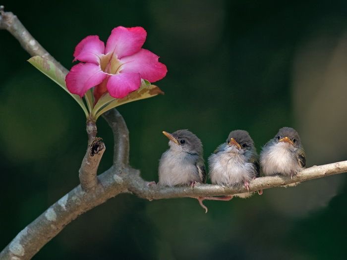 JeanetteEliz's tweet photo. Pinch, Punch, it’s the first of the month, Happy 1st of April everyone. 😊 I hope this new month is healthy, happy and wonderful for all of you. I hope it’s all you want it to be and more. 💞🌺💕 https://t.co/Lu4jeNcWvV
