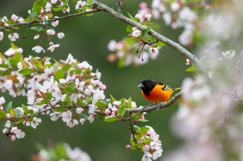 JeanetteEliz's tweet photo. Pinch, Punch, it’s the first of the month, Happy 1st of April everyone. 😊 I hope this new month is healthy, happy and wonderful for all of you. I hope it’s all you want it to be and more. 💞🌺💕 https://t.co/Lu4jeNcWvV