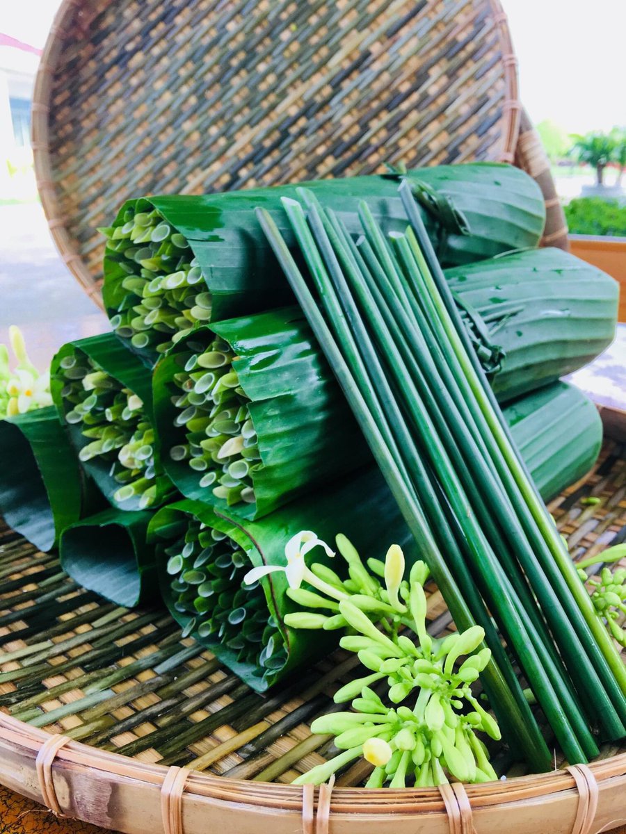 LicypriyaK's tweet photo. After 7 months of research, finally I found this wild grass species (Scientific Name: Lepironia articulata) in India🇮🇳. This grass can eliminate single use plastics straw🥤completely from our planet🌏. Vietnam 🇻🇳 is the only country growing &amp; supplying this grass straw currently. https://t.co/Y2yMQAiYzp
