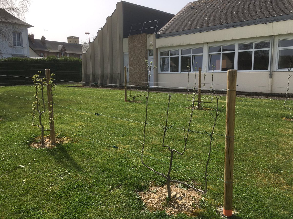 CDozule's tweet photo. Juste avant quitter le collège pour quatre semaines les élèves peuvent admirer les premiers bourgeons et fleurs des arbres fruitiers qu’ils ont planté l’année passée. #E3D https://t.co/uytISvGarT