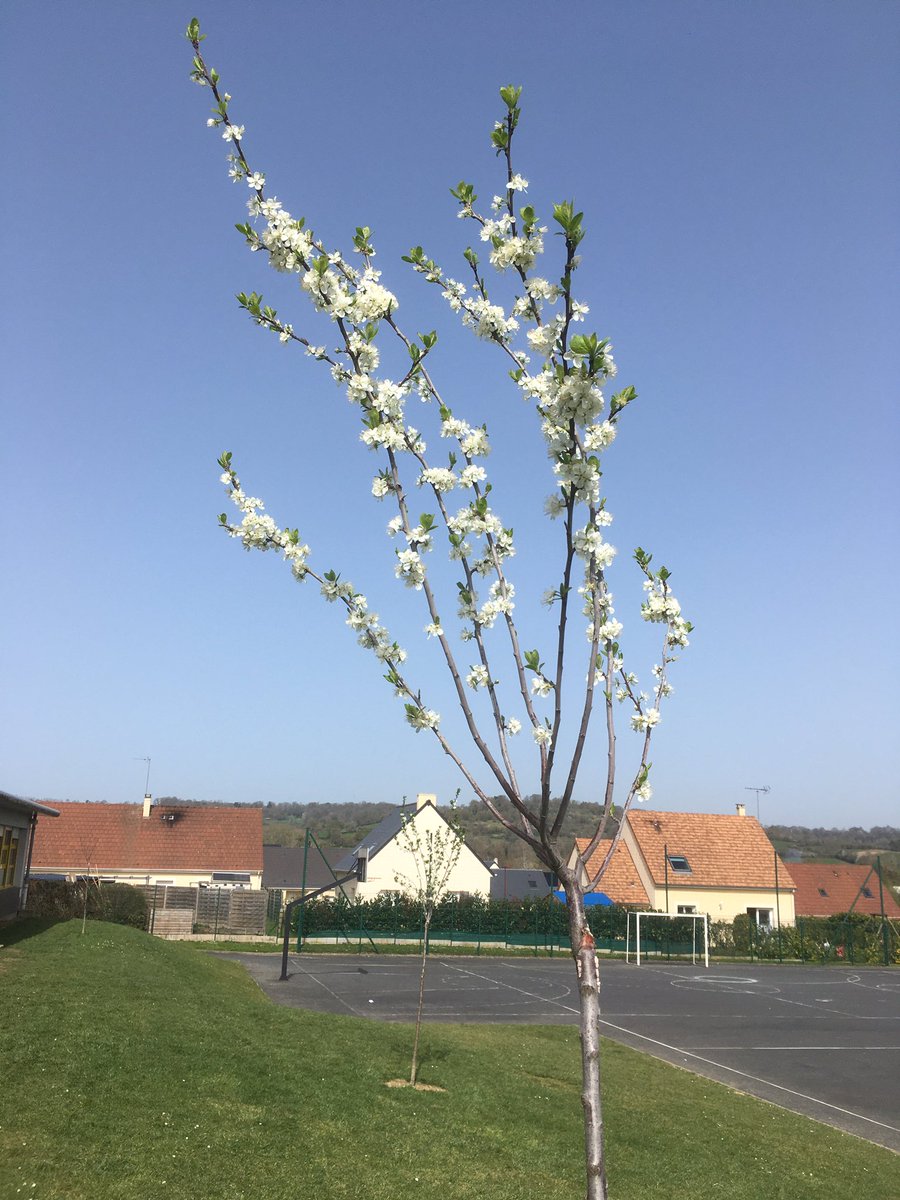 CDozule's tweet photo. Juste avant quitter le collège pour quatre semaines les élèves peuvent admirer les premiers bourgeons et fleurs des arbres fruitiers qu’ils ont planté l’année passée. #E3D https://t.co/uytISvGarT