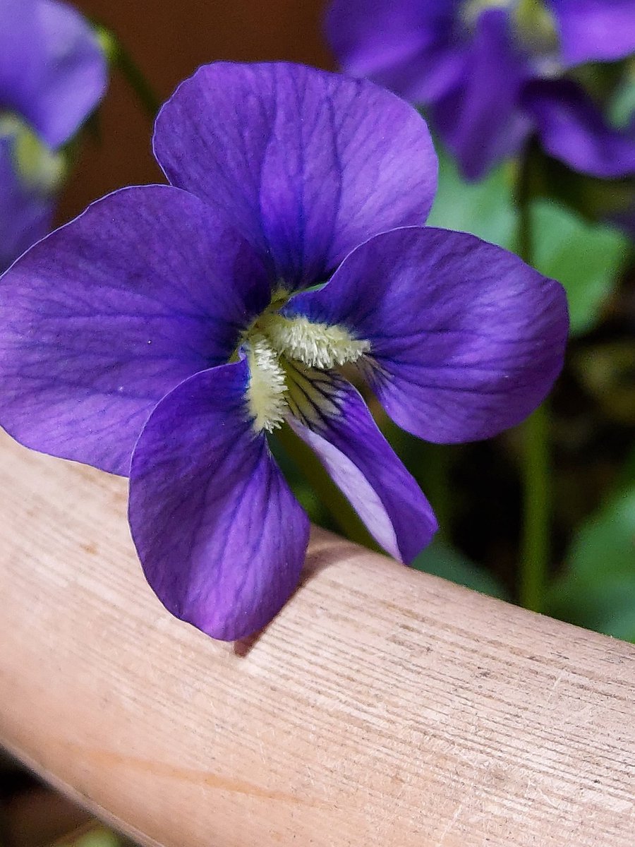 Yoko Ito ビオラ パピリオナケア 咲いたね 青色スミレ 北米原産で濃いヒゲが 少し増えた様で嬉しい 花 Flower すみれ Violet ビオラパピリオナケア Violasororia スミレ科スミレ属 Flowerphoto Macrophoto T
