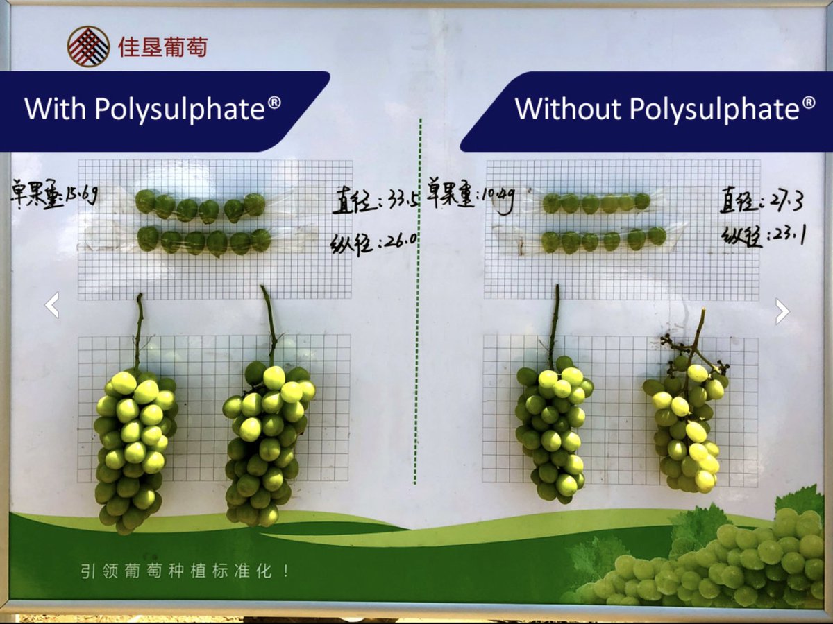 fertilizerpluS's tweet photo. See how our #Polysulphate fertilizer helps grape fruit size & weight, at a field day in #China.
The ICL nutrition (left) was base fertilizer #Agromaster control release #NPK, top dressing Agromaster WSF, Polysulphate-based #Sofipoly, + foliar.
https://t.co/thytaNWFR8 https://t.co/D3R0ukQ9hA