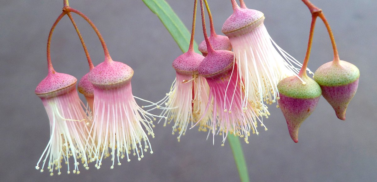 Kitt Happens 🇺🇦🌱 #NAFO Australia #Neurospicy tweet media