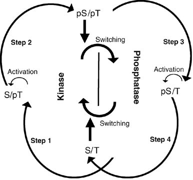 SRBR_Outreach's tweet photo. #ThrowbackThursday to 2007, the Kondo lab demonstrate that the phosphorylation cycle of KaiC protein in 4 steps as the basis of #circadian #rhythms in Cyanobacteria in @embojournal
https://t.co/8Y10i3U8l3
#cyanoclock #clock https://t.co/z44VAYXIwS