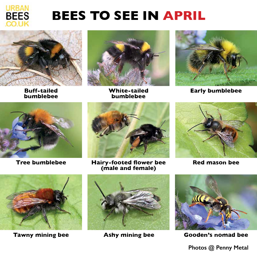 It's an exciting month for bee-spotting. Here's our handy guide to help. Please share with anyone you think may find it useful. For tips on IDing and helping these #bees , sign up for our monthly newsletter: eepurl.com/hssXKP