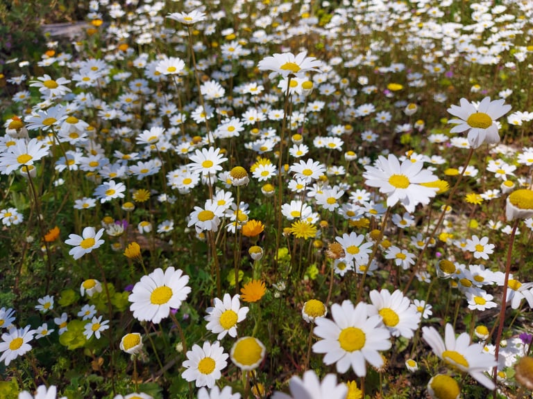 What’s your favourite season? We love #spring when the #nature bursts back into colourful life 😀❤💚🌼🌷🌺
#visitkorcula #visitkorculaisland #activekorcula #korculahiking #discoverthecoloursofcroatia #croatiawishlist2021 #croatiayournewoffice #korculaisland #islandlife